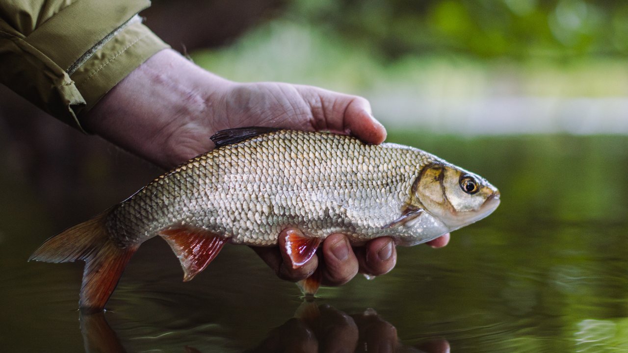 Coarse fishing