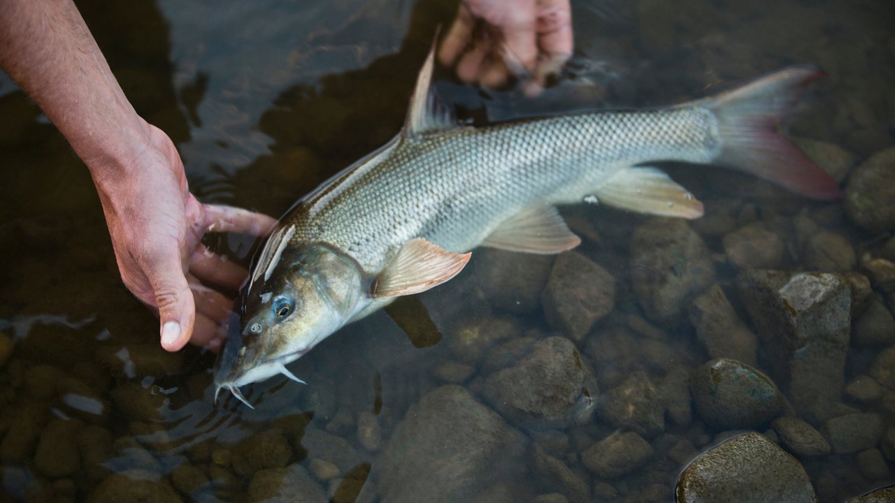 Specimen fishing